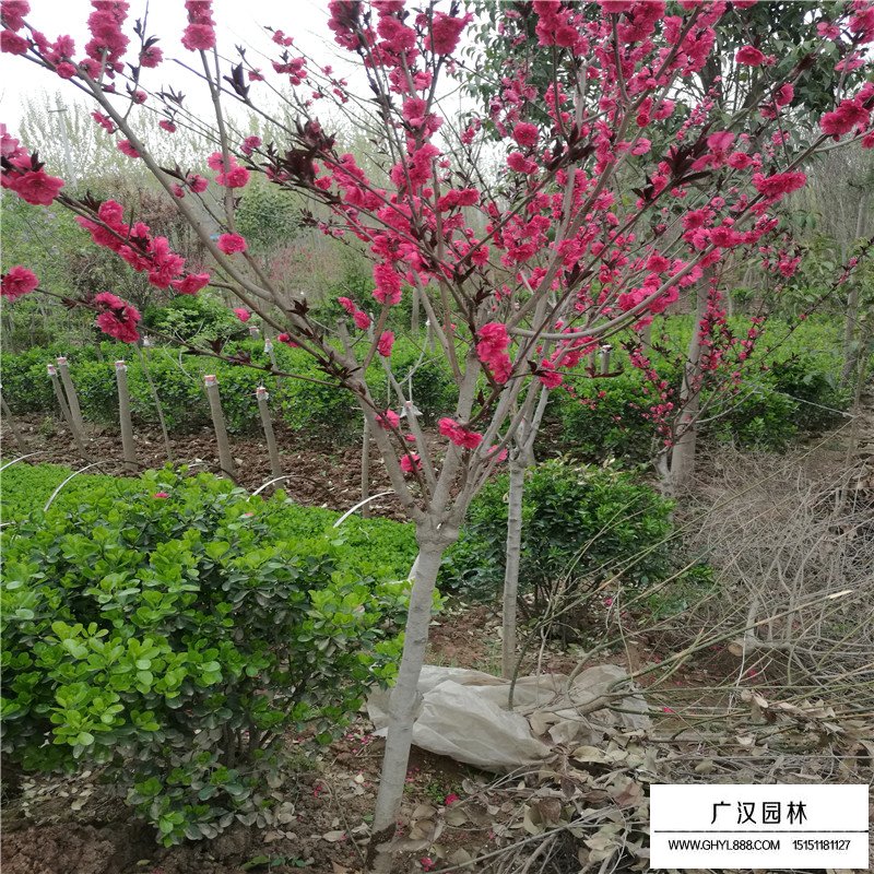 紫葉桃價格
