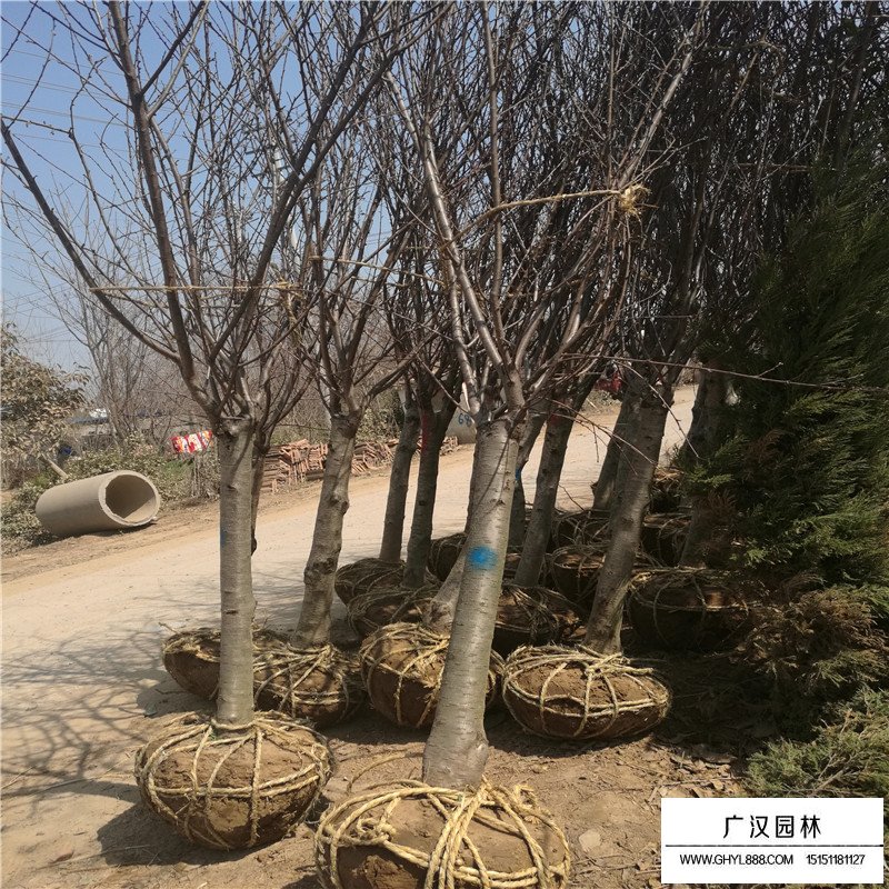 紫葉桃價格