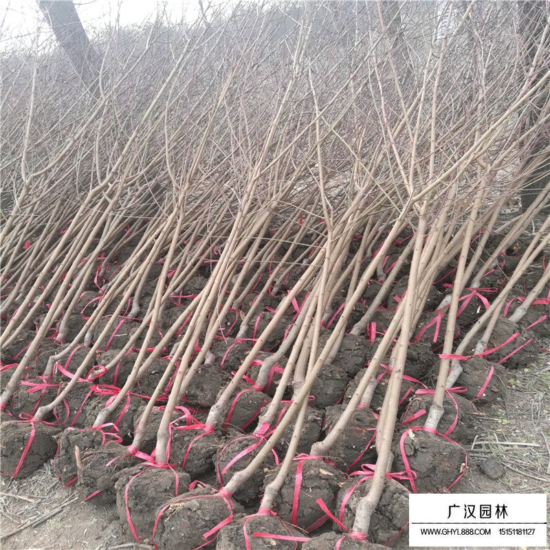 紫葉桃價格