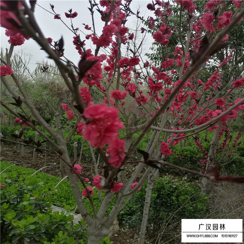 紫葉桃價格