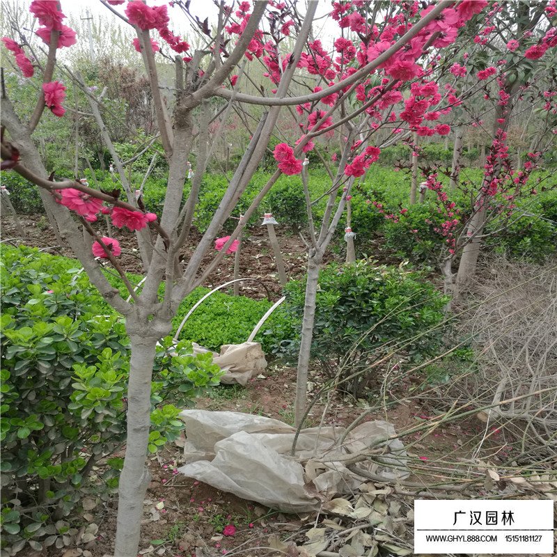 紫葉桃價格