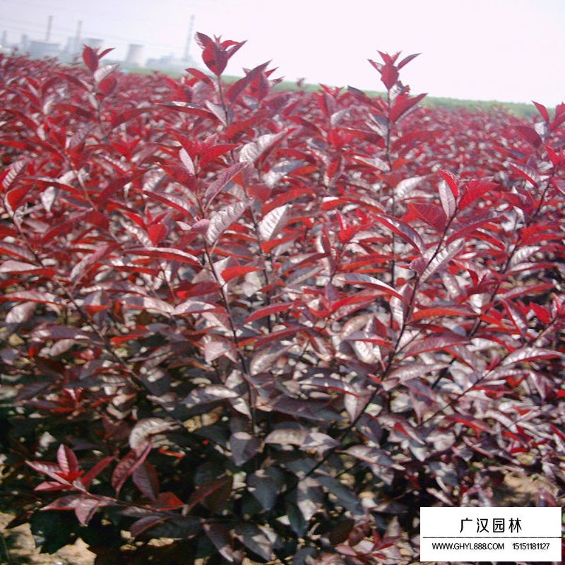 紫葉矮櫻產地
