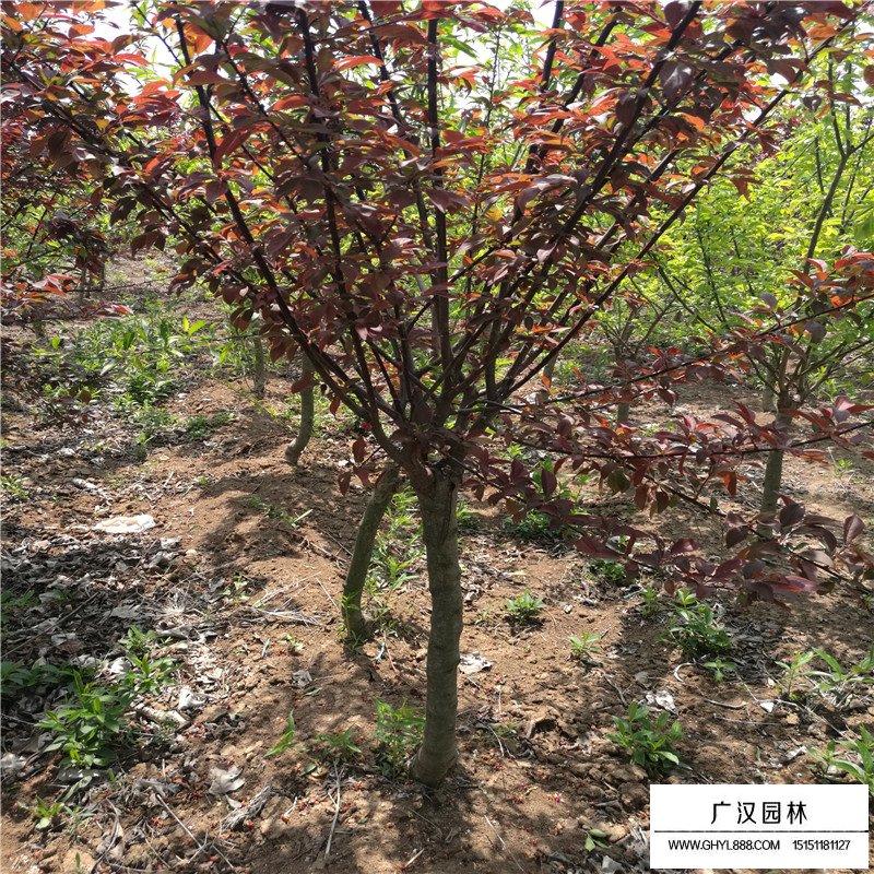 紫葉矮櫻產地