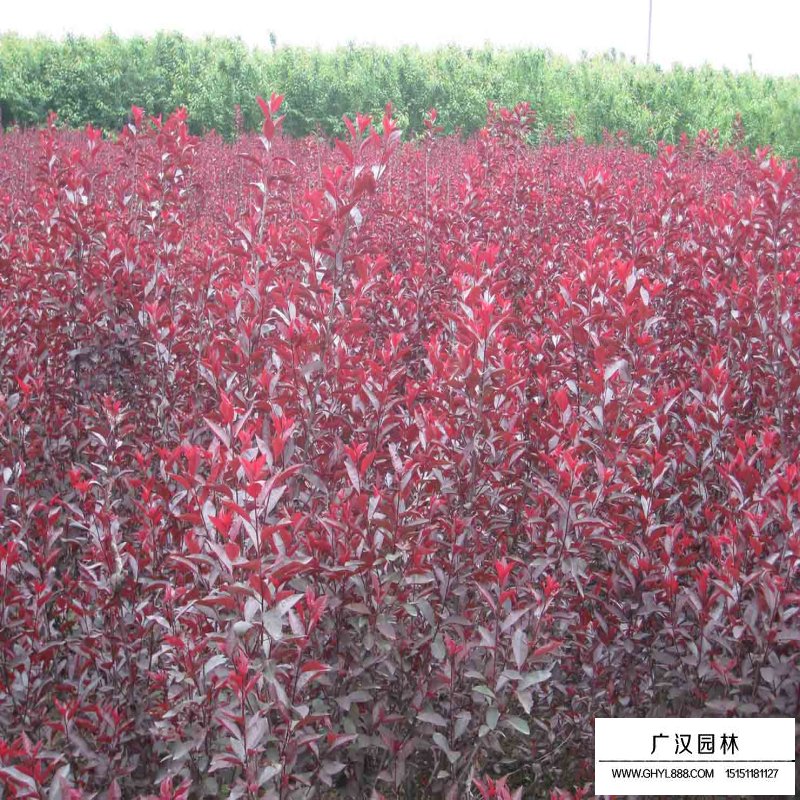 紫葉矮櫻產地