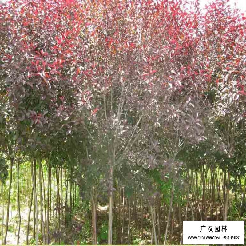 紫葉矮櫻產地