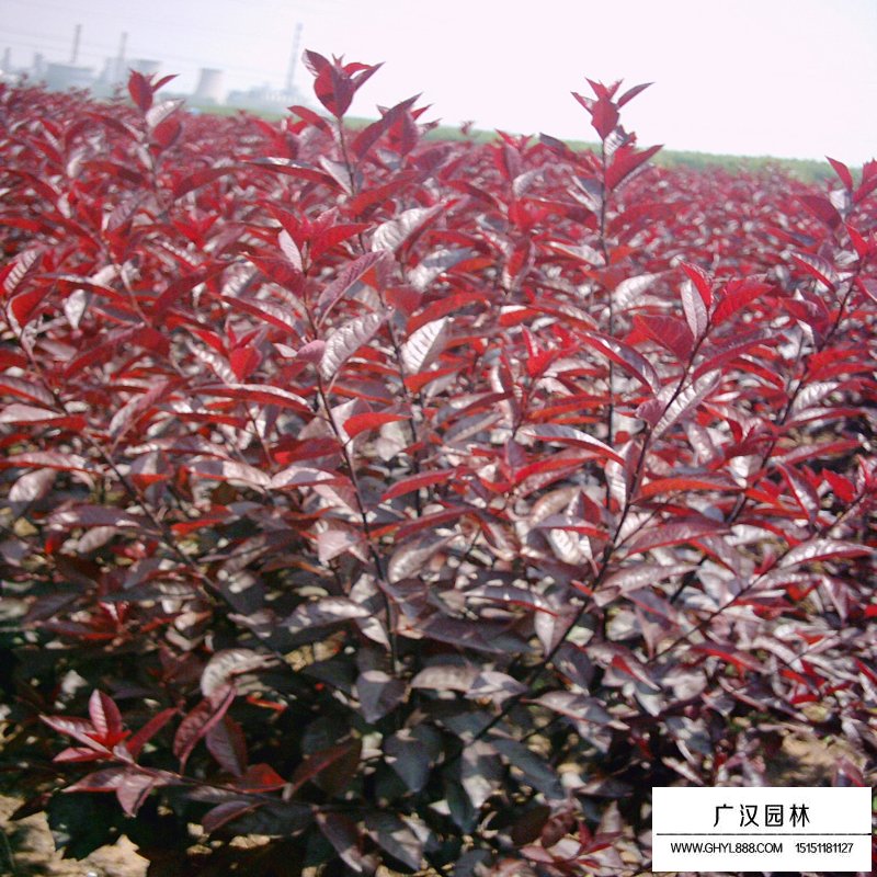 紫葉矮櫻產地