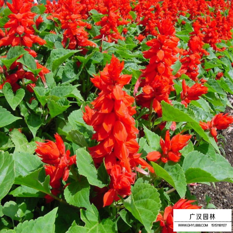 一串紅產地