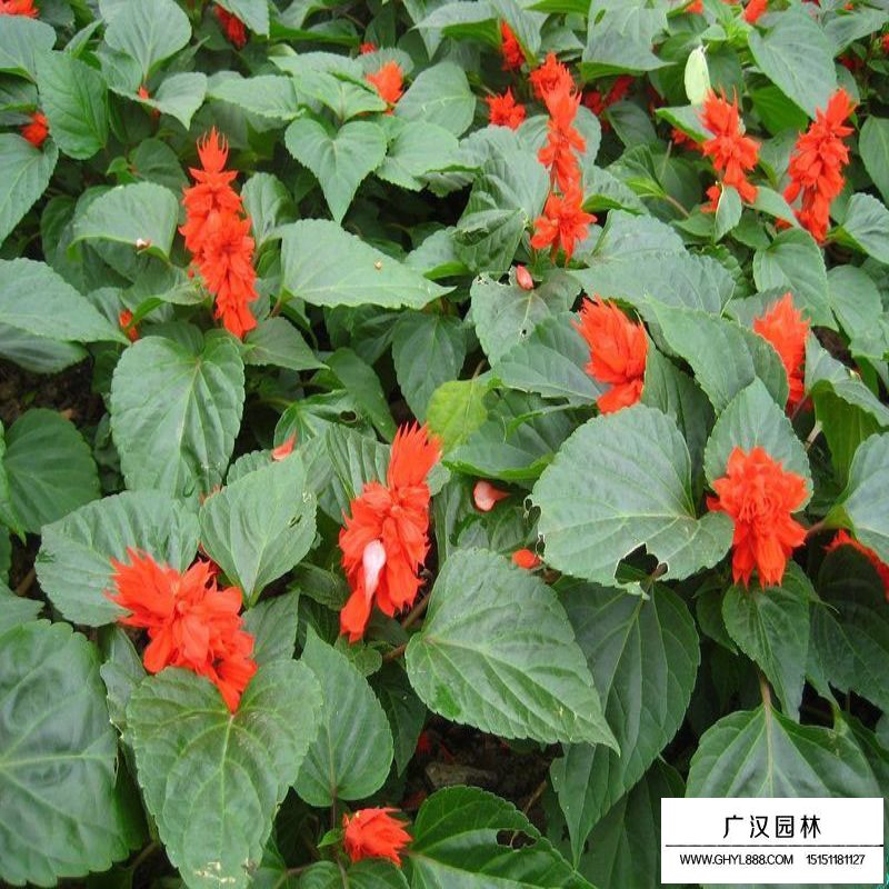一串紅產地