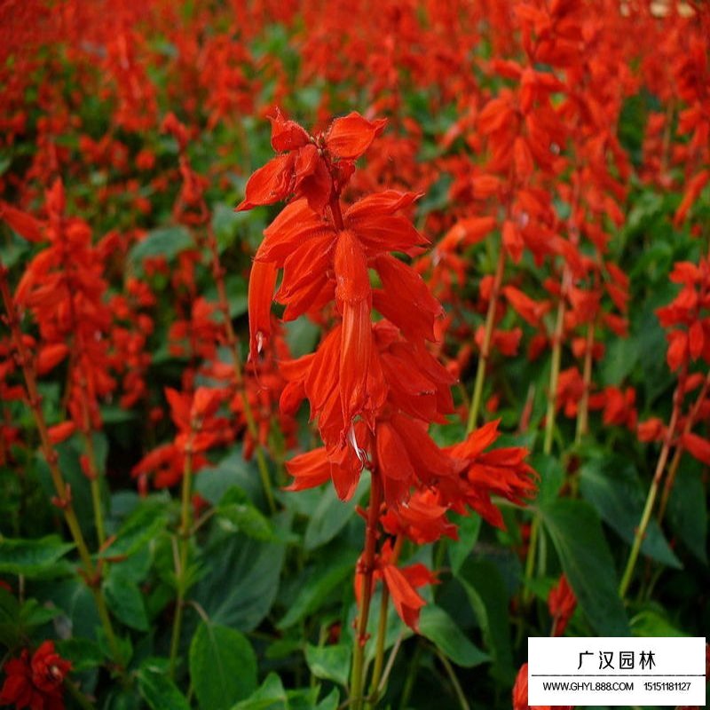一串紅產地