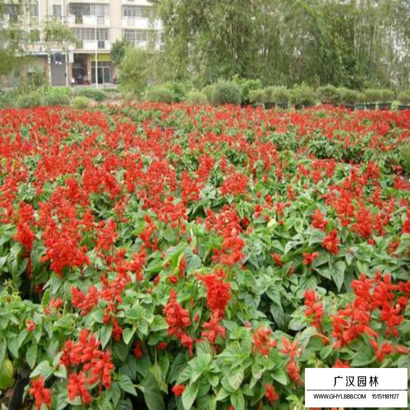 一串紅產地