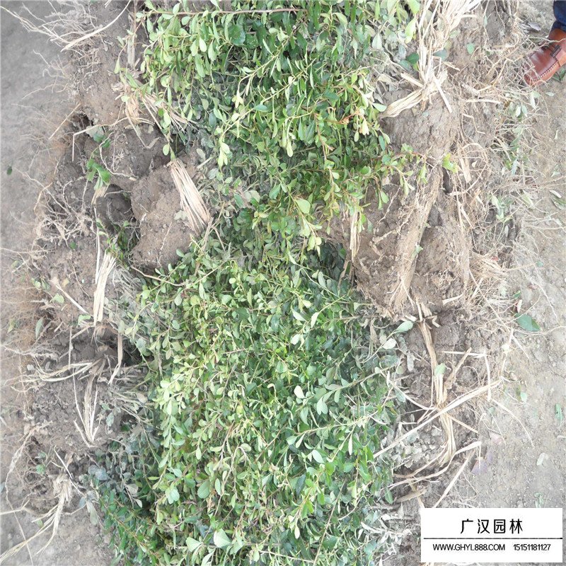 小丑火棘產地