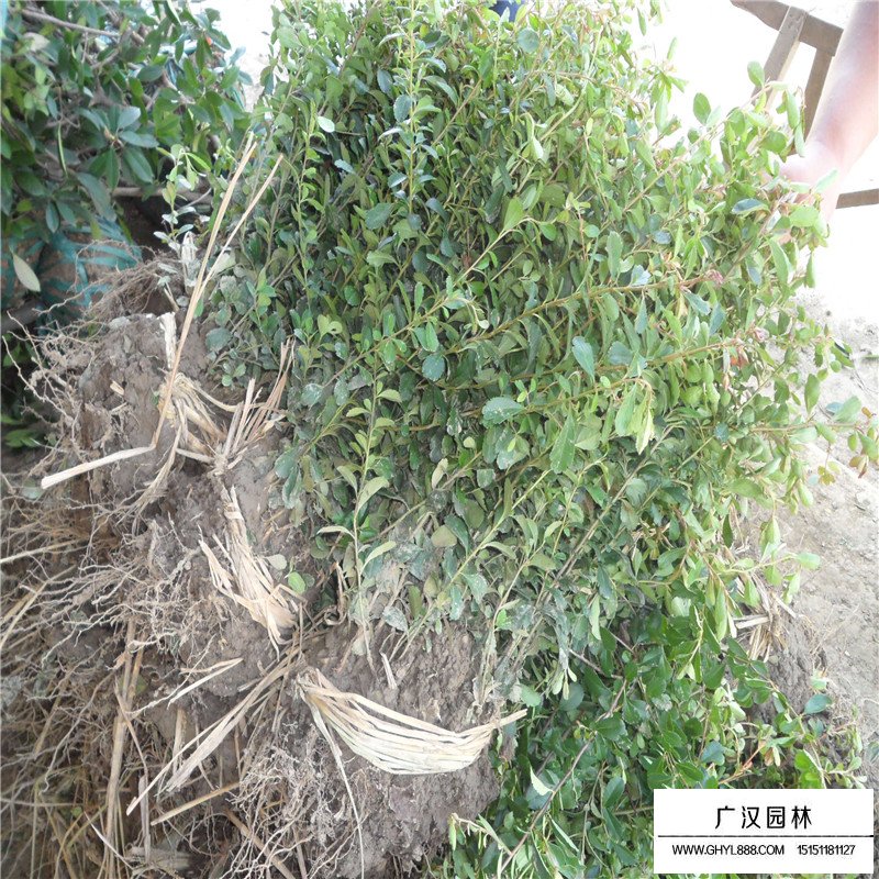 小丑火棘產地