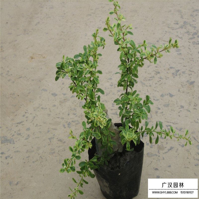 小丑火棘產地
