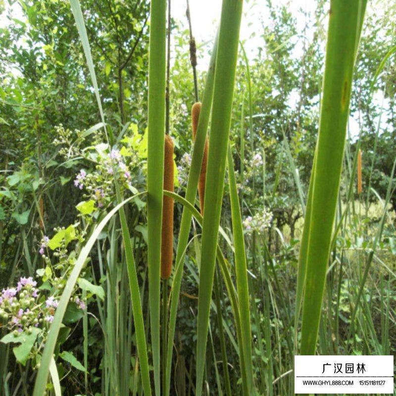 香蒲的價格