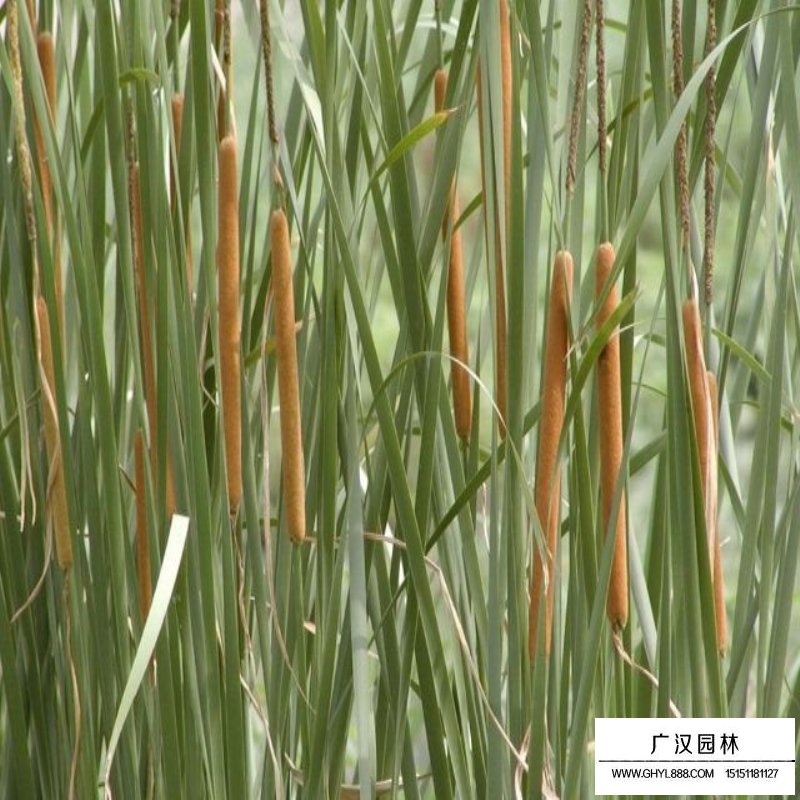 香蒲的價格