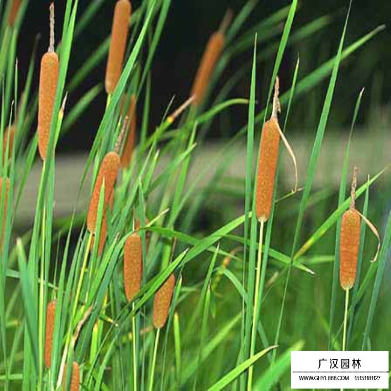香蒲的價格
