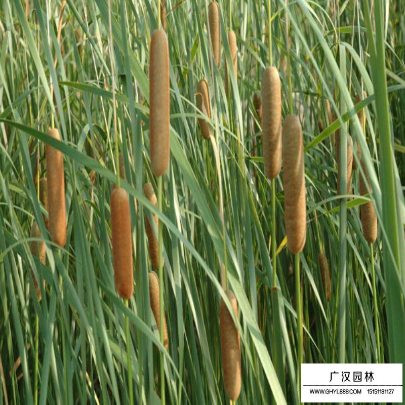 香蒲的價格