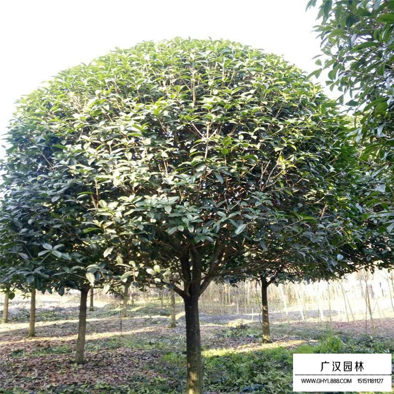四季桂產地