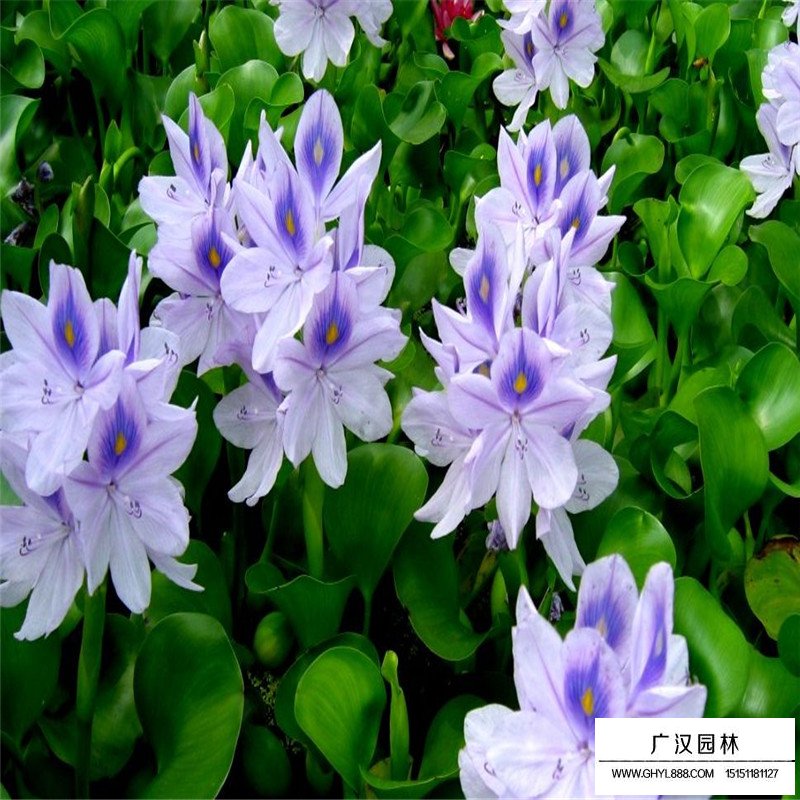 水葫蘆產地