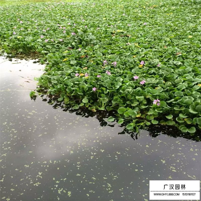 水葫蘆產地