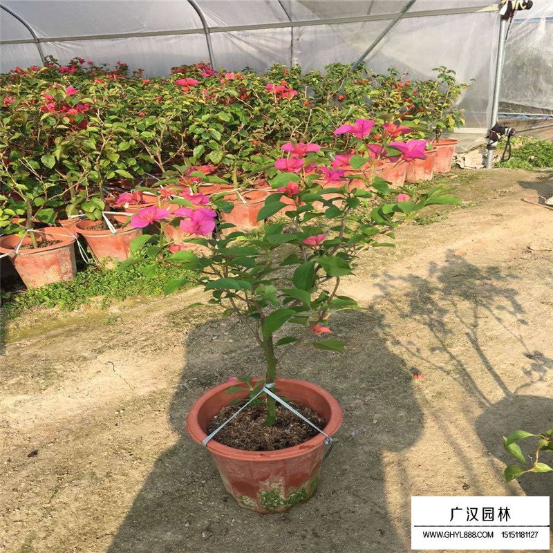 三角梅產地