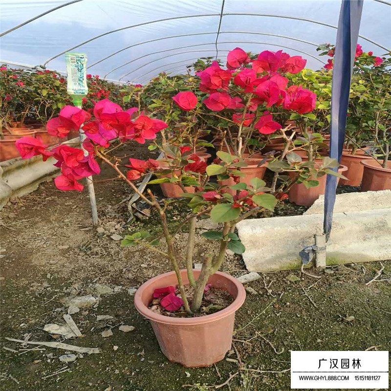 三角梅產地