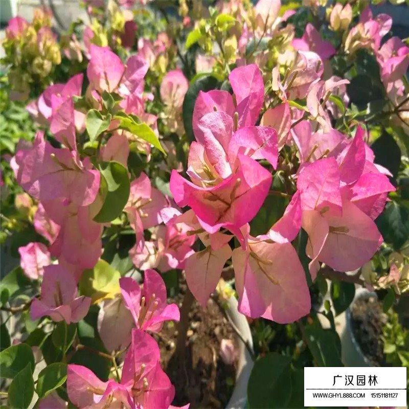 三角梅產地
