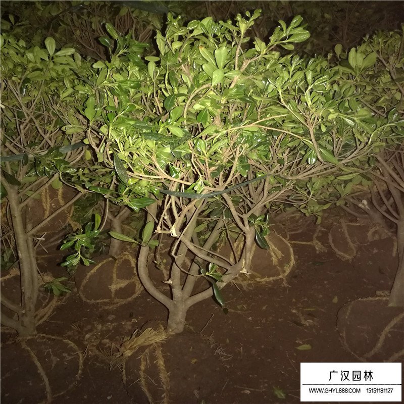 七里香產地