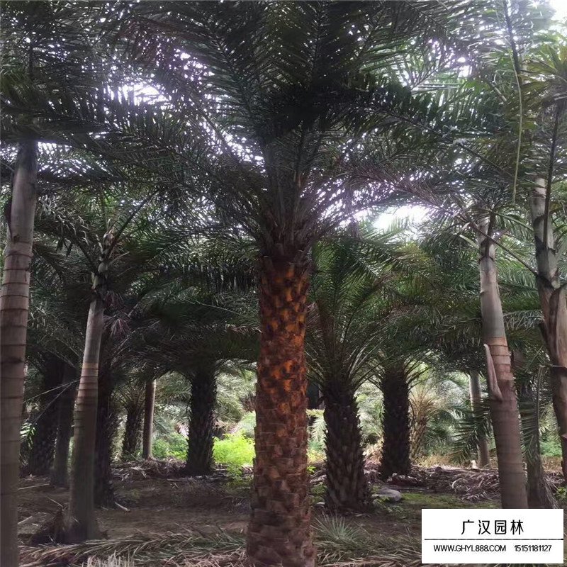 老人葵產地