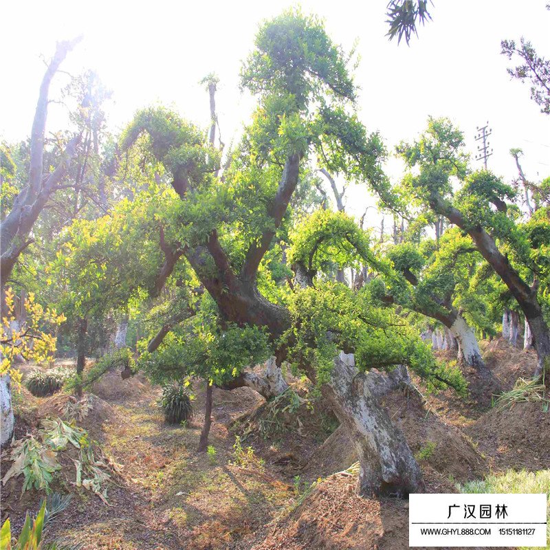 榔榆樹價格