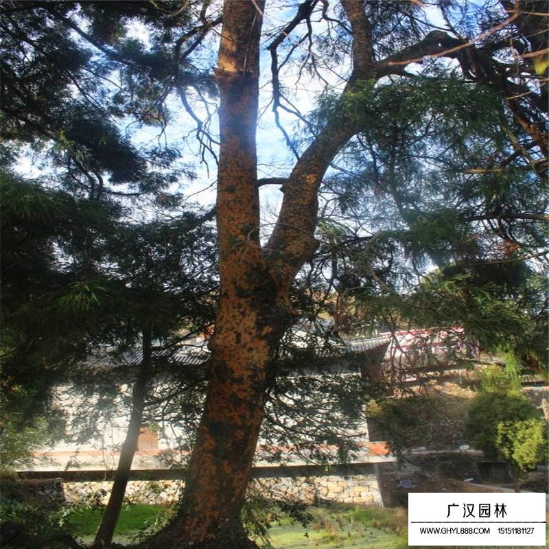 榔榆樹價格