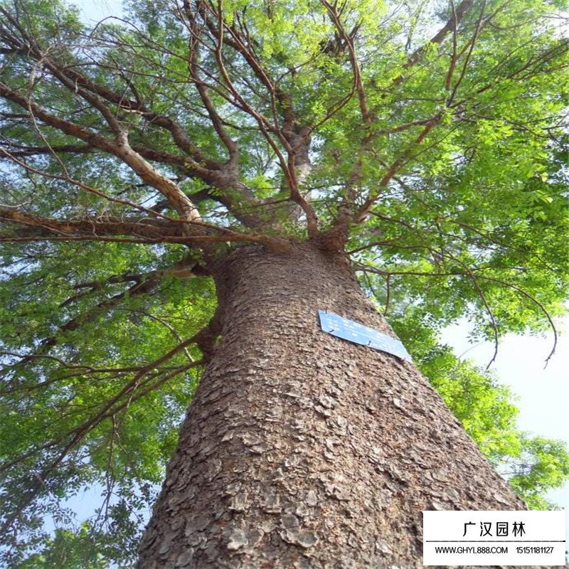 榔榆樹價格