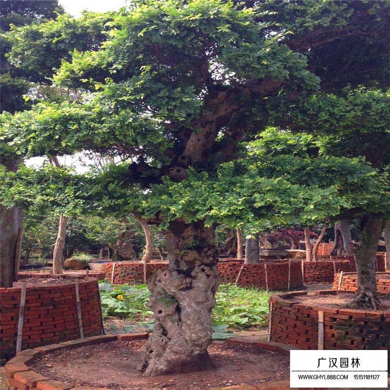 榔榆樹價格
