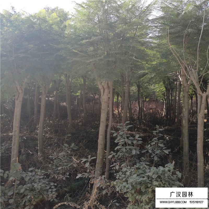 藍花楹產地