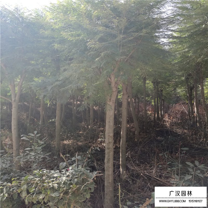 藍花楹產地