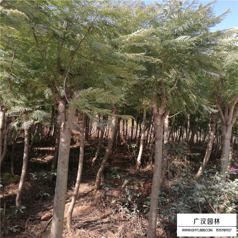 藍花楹產地