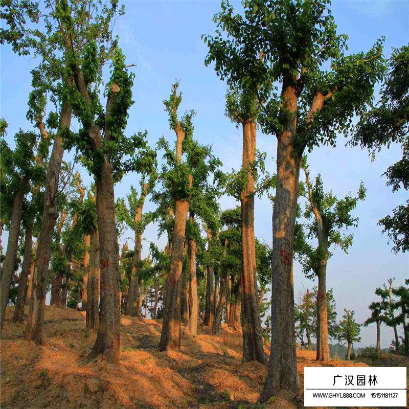 榔榆樹價格