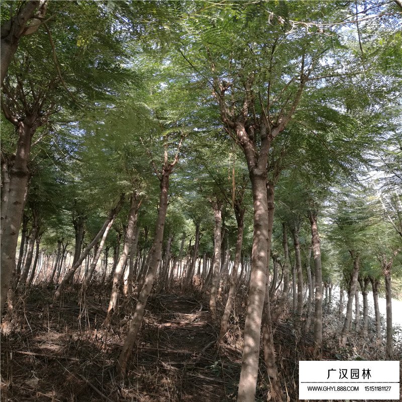 藍花楹產地