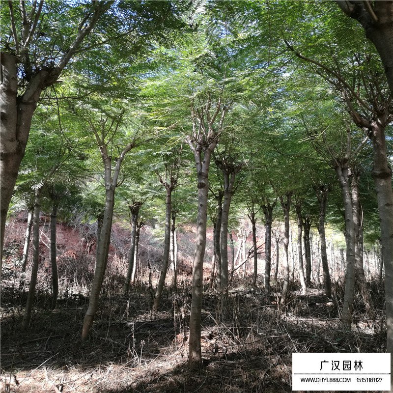 藍花楹產地