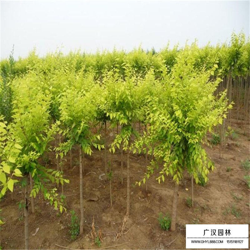 金葉榆價格
