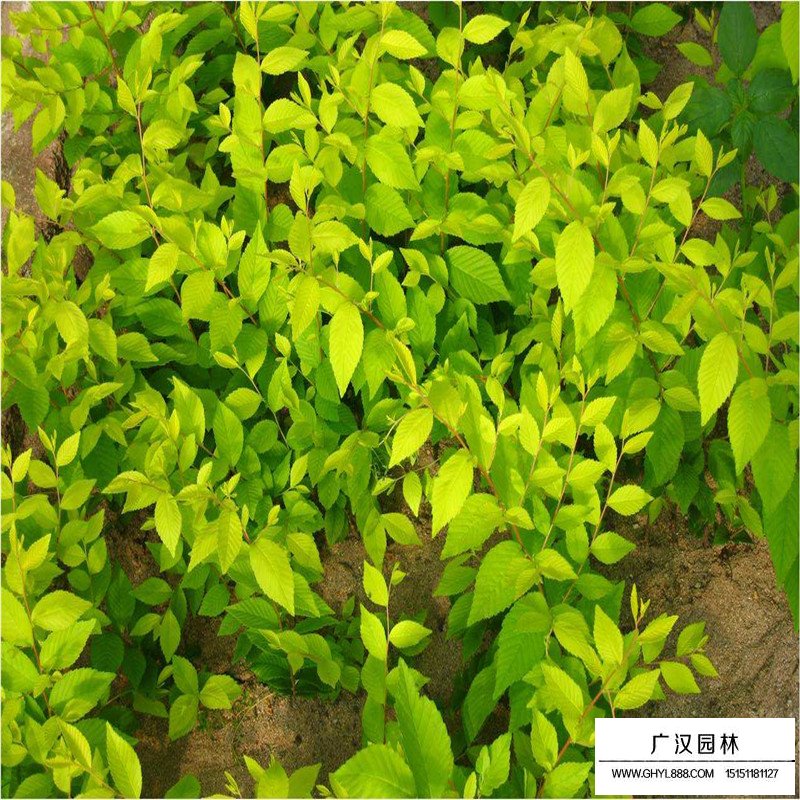 金葉榆價格