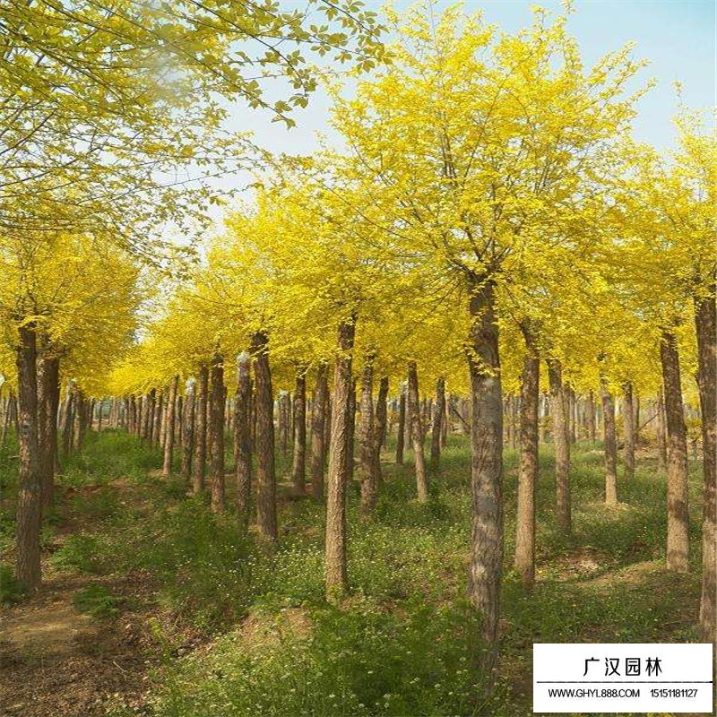 金葉榆價格