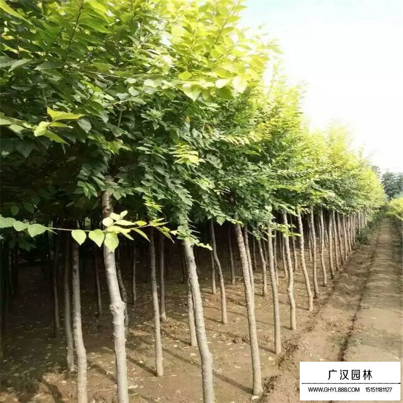 金葉榆價格