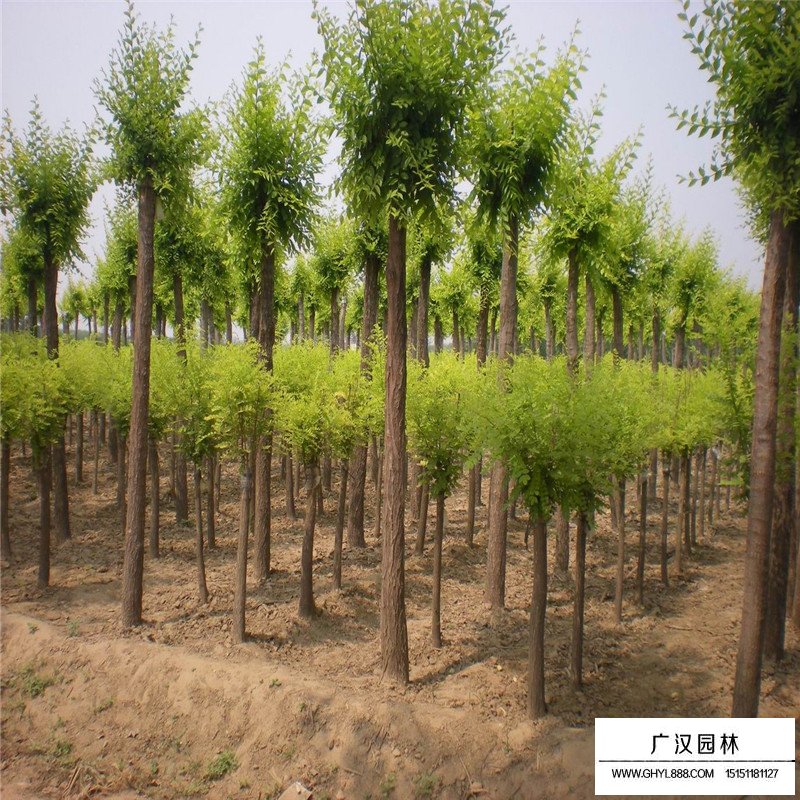 金葉榆價格