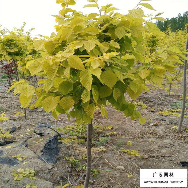 金葉榆價格