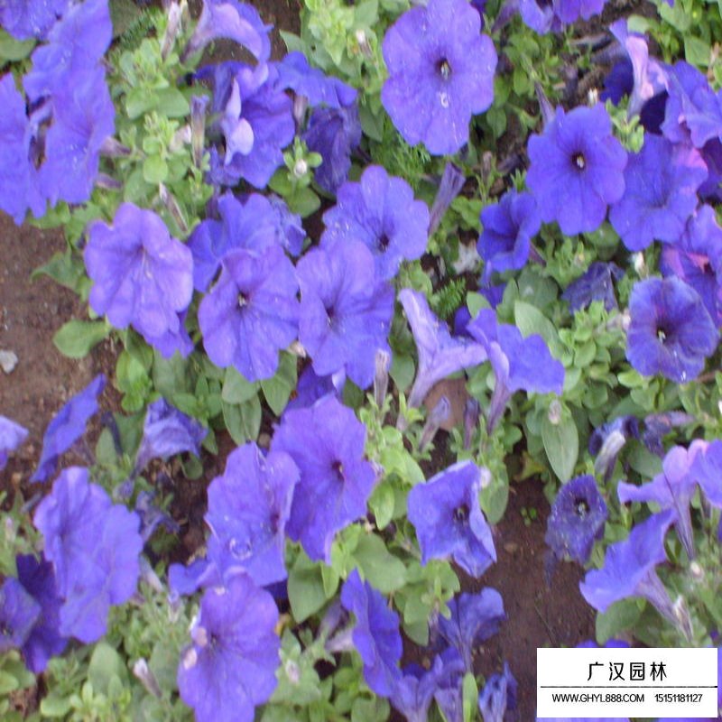 矮牽牛產地