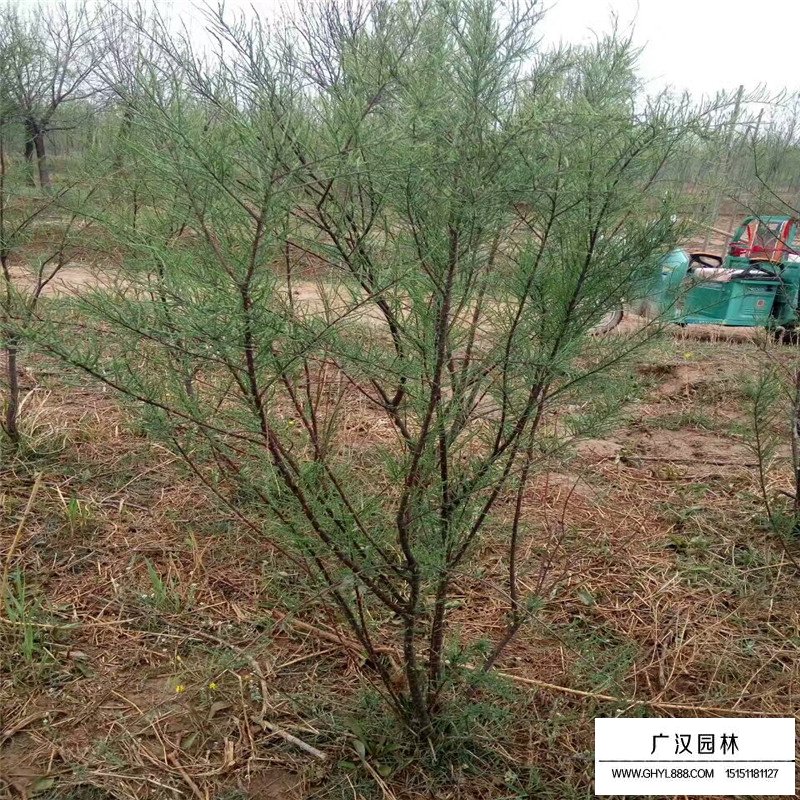 檉柳產地