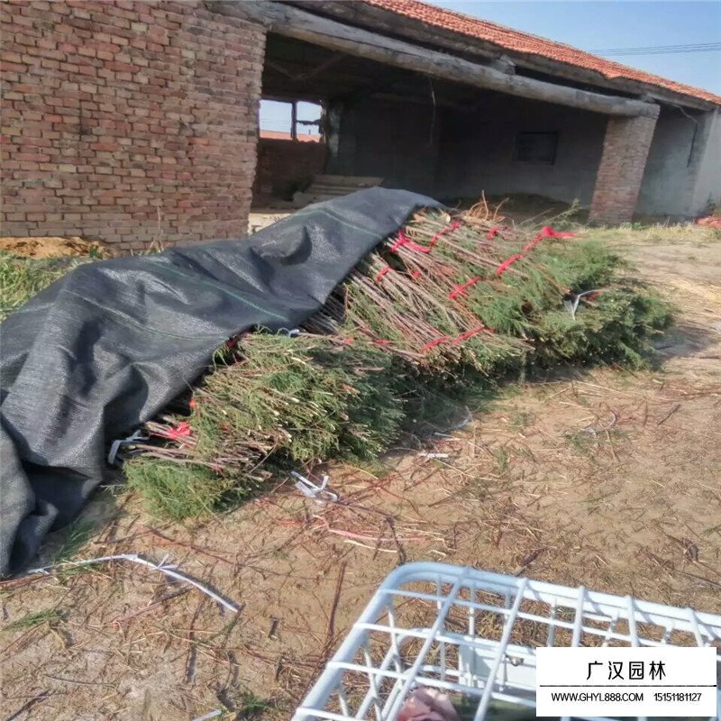 檉柳產地