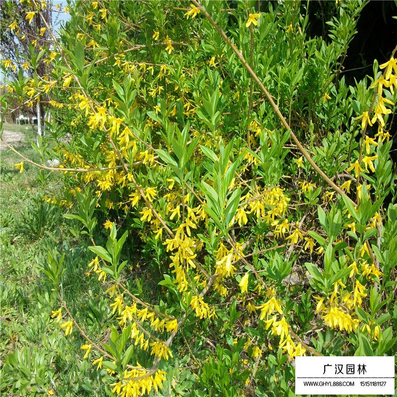 黃金條價格