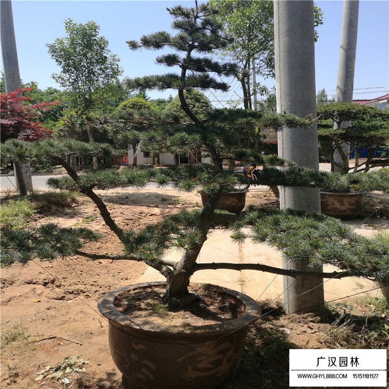 五針松價格